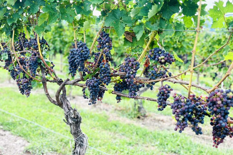 Grown by Hand