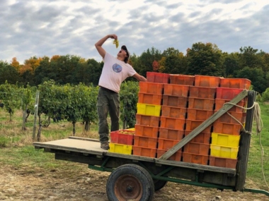 Hand-Harvested Grapes